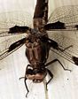 Randy Wendell, dragonfly on his porch in Virginia - May 16, 2010