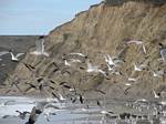 Point Reyes Seagulls by Roger J. Wendell - 11-12-2007