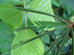 Amazonia Rapid Plant Movement - Ecuador, January 2006