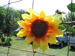 Flower on a Fence in the town of Bandera, Texas - May, 2006