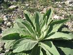 Plant in Bandera, Texas - May, 2006