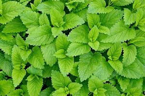 Lemon balm (Melissa officinalis)