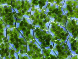 Chloroplasts inside moss cells - Plagiomnium affine laminazellen