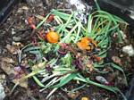 Inside Our Composting Bin - 03-23-2008