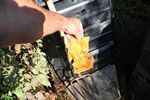 Sun Chip bag compost experiment follow-up - 08-10-2014