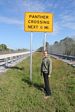 Panther Crossing in Florida Everglades by Roger J. Wendell - 11-24-2011