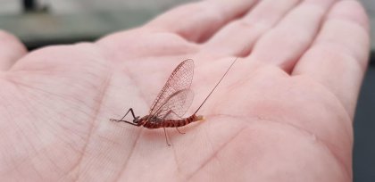 Mayflies