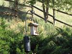 Our backyard bird feeder - May 31, 2006