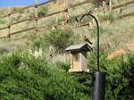 Our backyard bird feeder - May 31, 2006