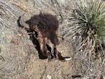 Buffalo Head in our Backyard - 03-21-2009