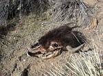 Buffalo Head in our Backyard - 03-21-2009