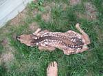 Fawn at my feet in the backyard - 06-03-2006