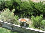 One of two birdbaths in our backyard - 05-31-2006