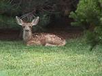 Deer in the Summer 2003