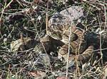 Rattlesnake 300 feet up from the house - 10-05-2002