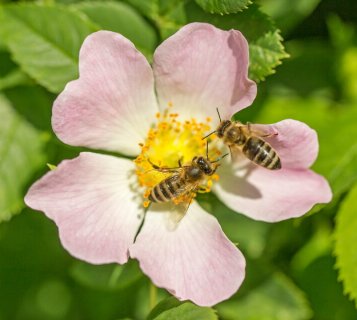 Deep Ecology Masthead Photo