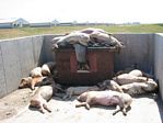 Dead Pigs on a Factory Farm