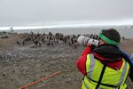 Chris Colins photography Penguins in Antarctica by Roger J. Wendell - 01-31-2011