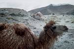 Xinjiang Camel by Roger J. Wendell - June 2001