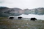 Lake Karakul, Xinjiang, China by Roger J. Wendell - June 2001