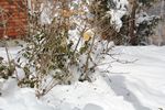 Bush with leaves through winter by Roger J. Wendell, 03-24-2013